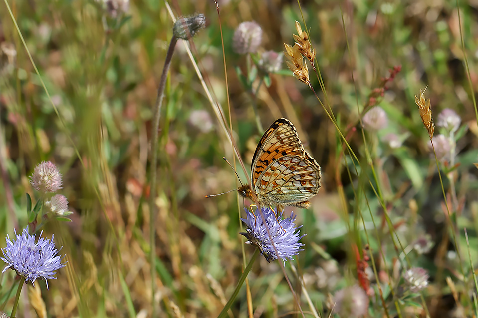 Argynnis niobe_0080