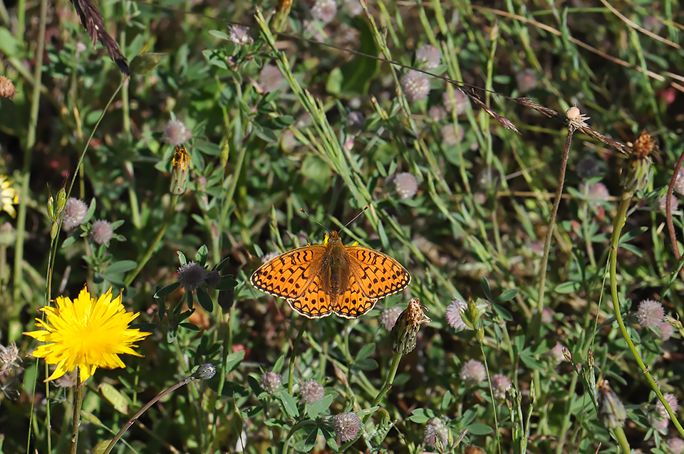 Argynnis niobe_0085