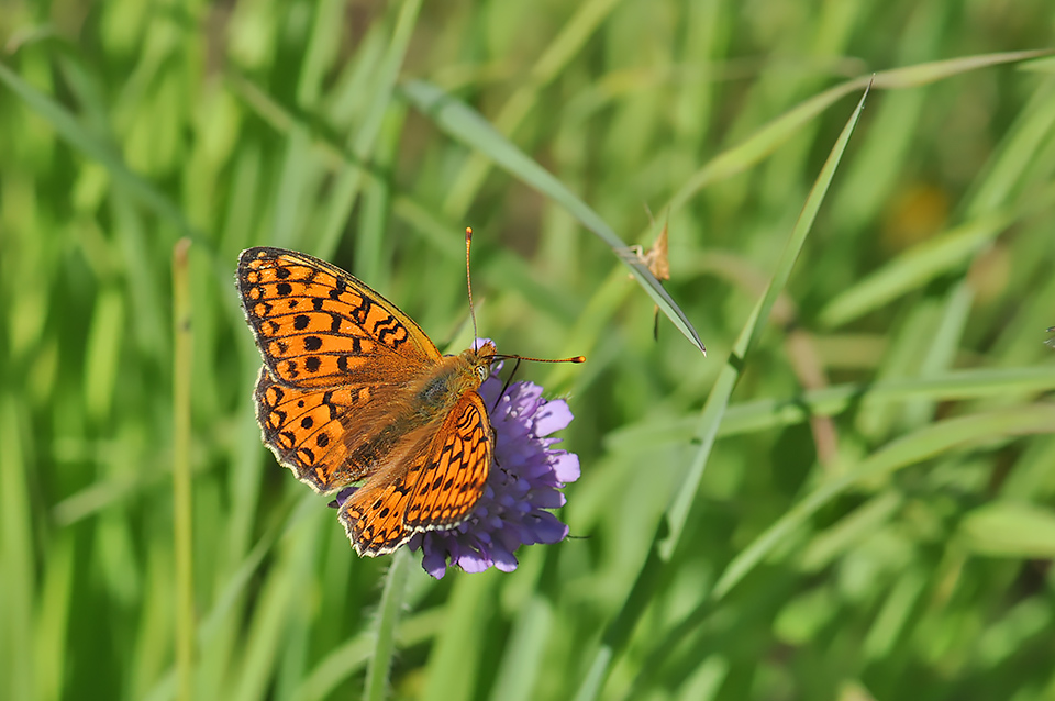 Argynnis niobe_0086