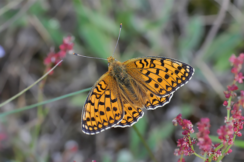 Argynnis niobe_0092