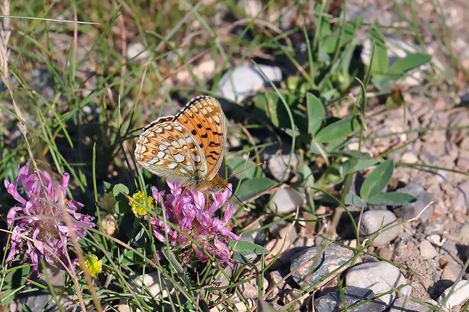 Argynnis niobe_0098