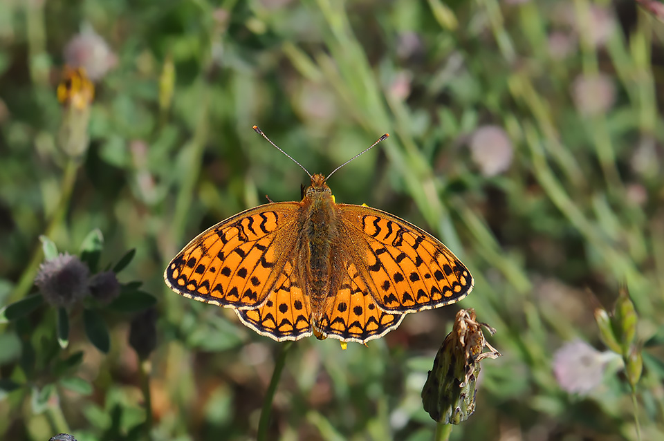 Argynnis niobe_0098