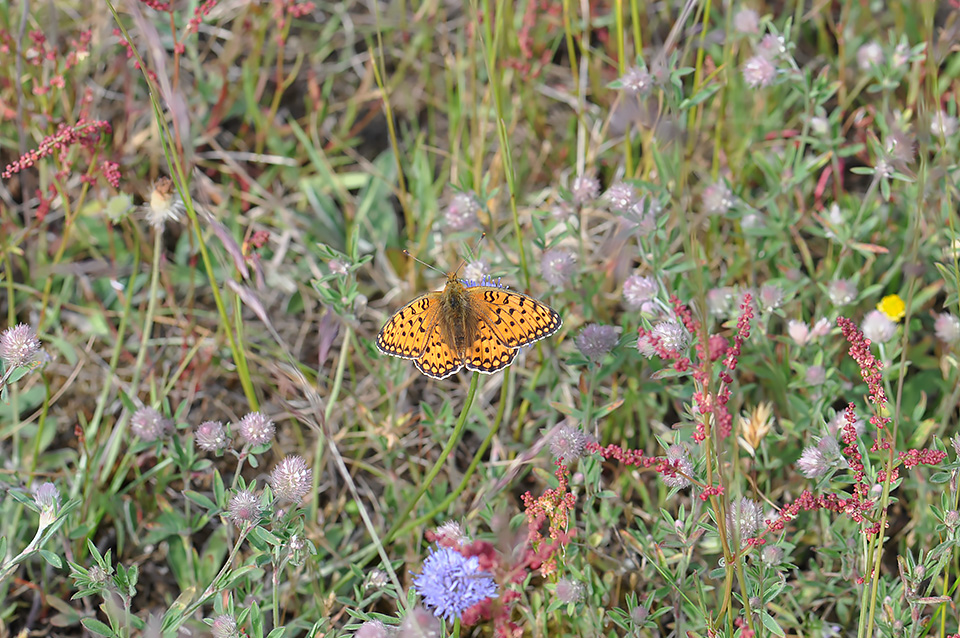 Argynnis niobe_0103