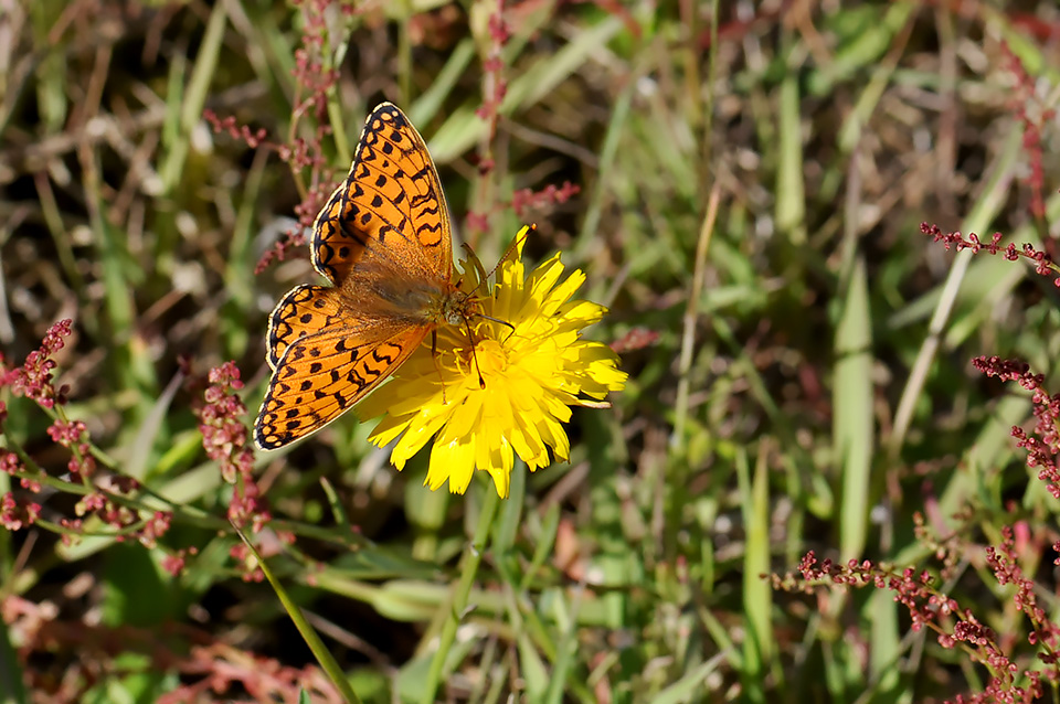 Argynnis niobe_0105