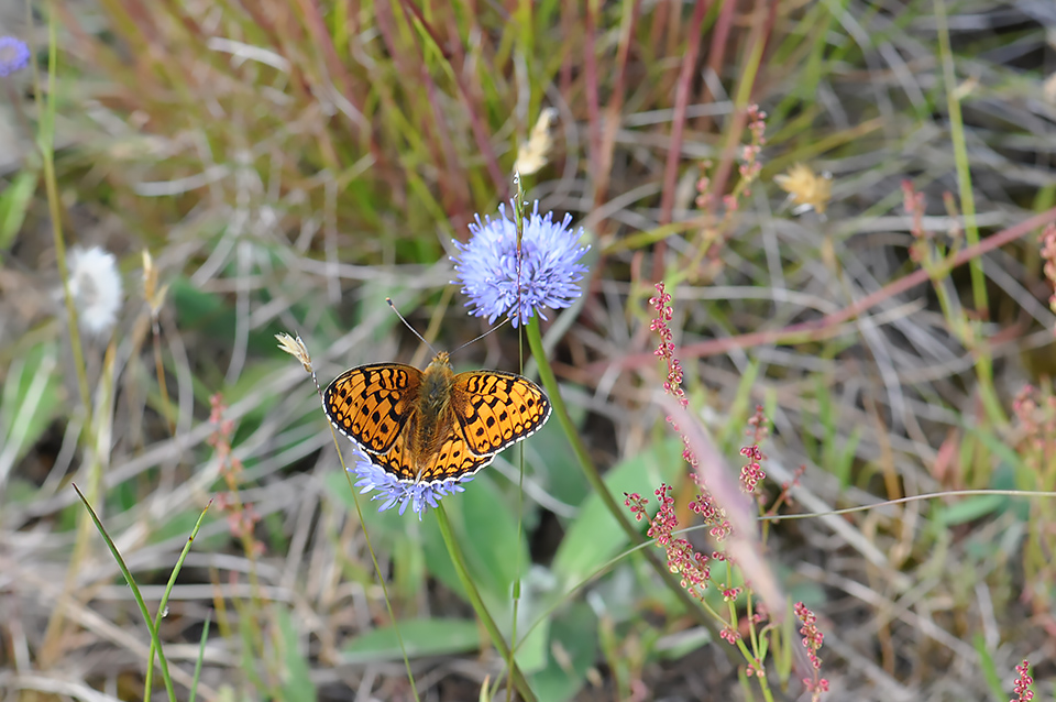 Argynnis niobe_0107-1