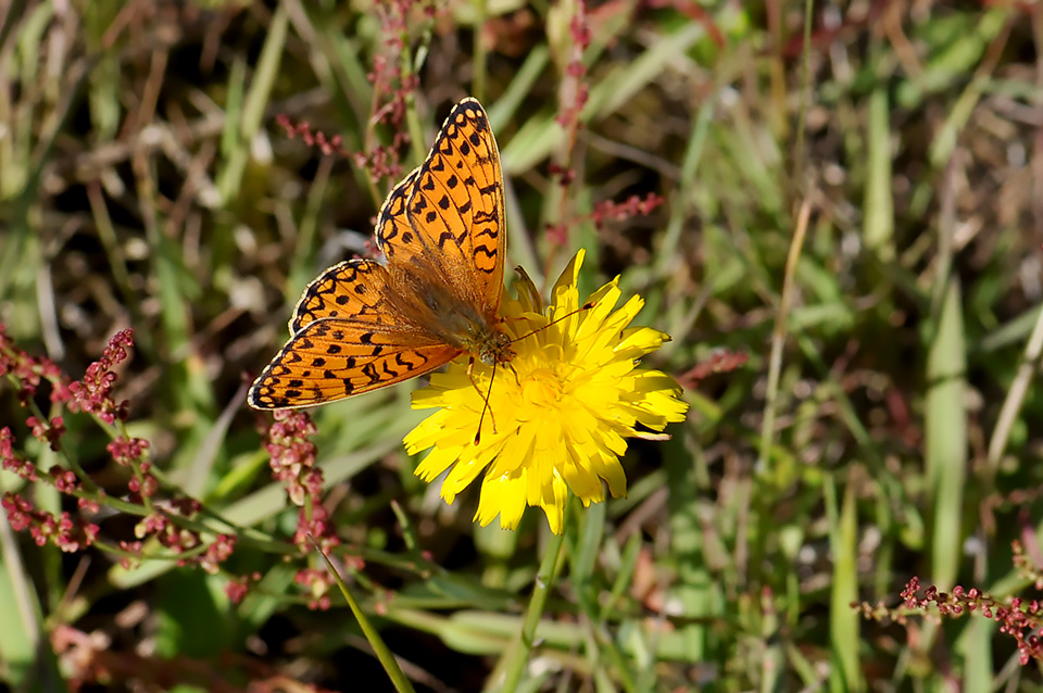Argynnis niobe_0107