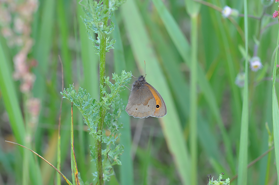 Maniola jurtina_0110