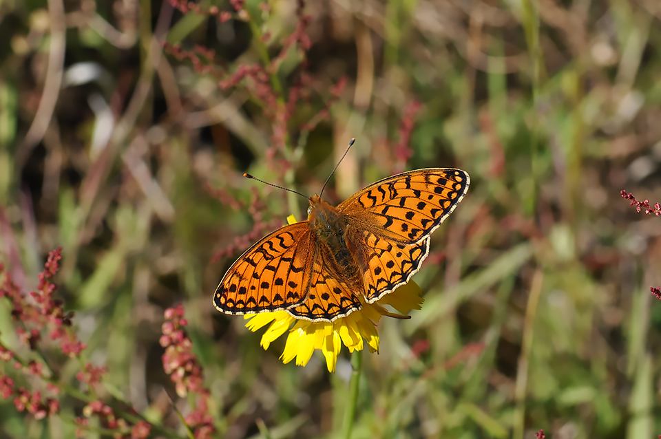 Argynnis niobe_0113