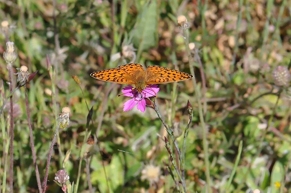 Argynnis niobe_0117