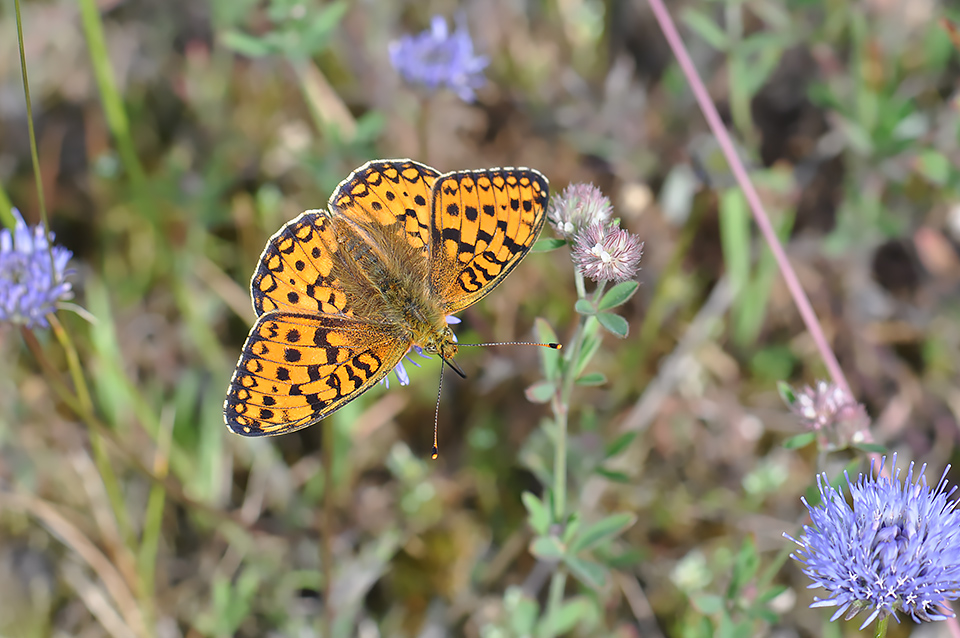 Argynnis niobe_0118