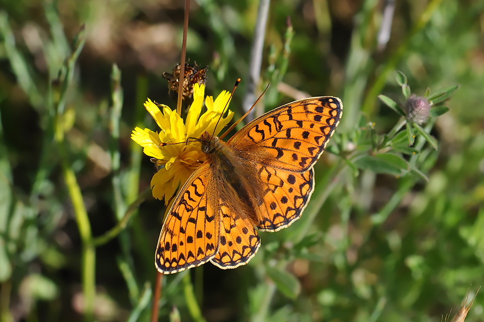 Argynnis niobe_0120