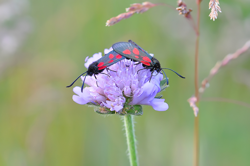 Zygaena viciae_0132