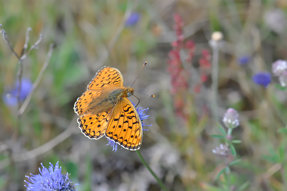 Argynnis niobe_0136