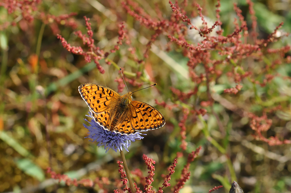 Argynnis niobe_0141