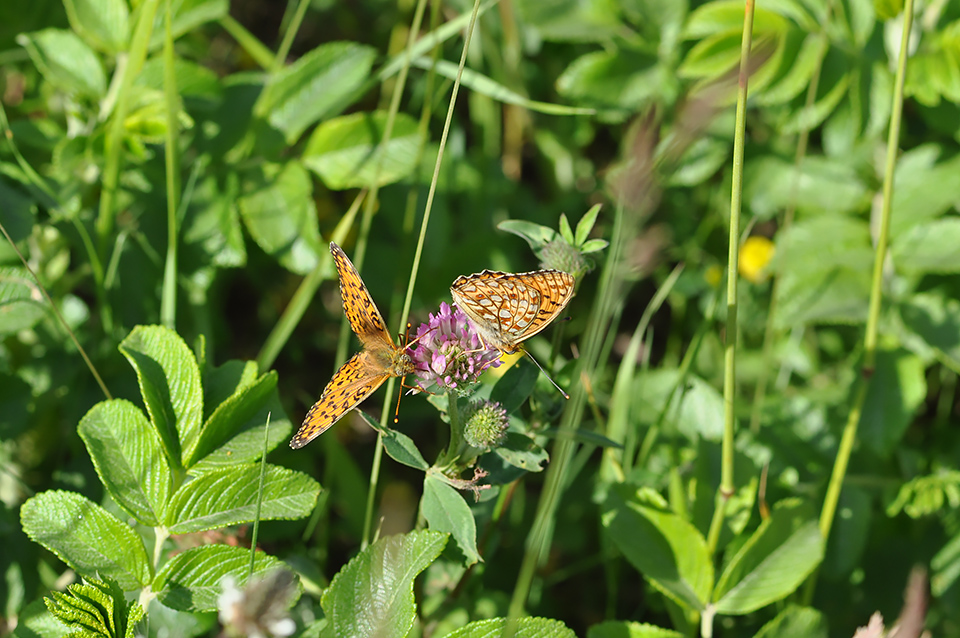 Argynnis niobe_0151