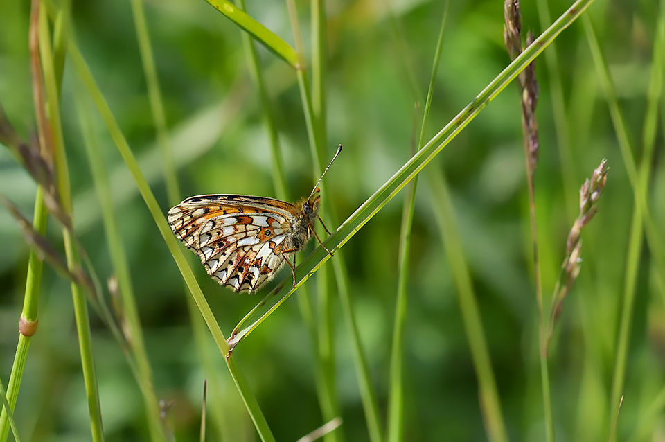 Boloria selene_0159