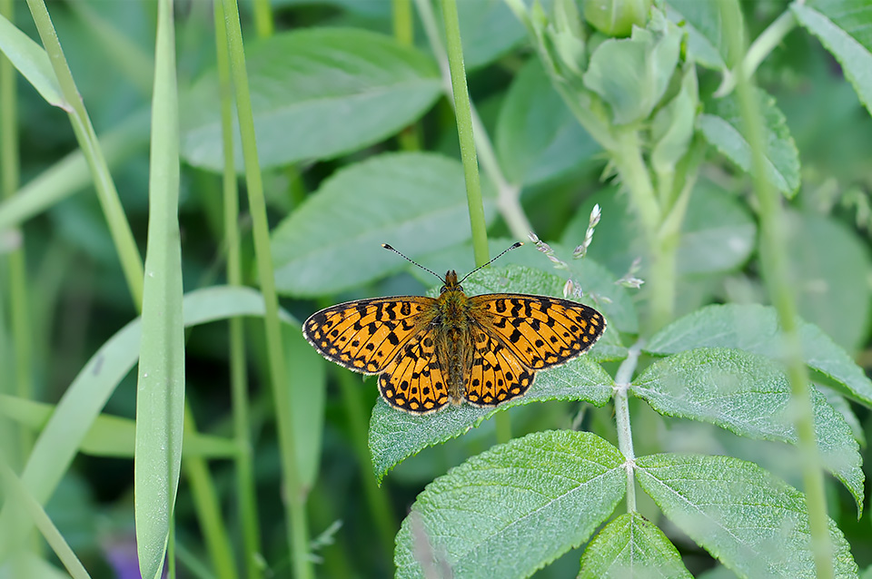 Boloria selene_0174