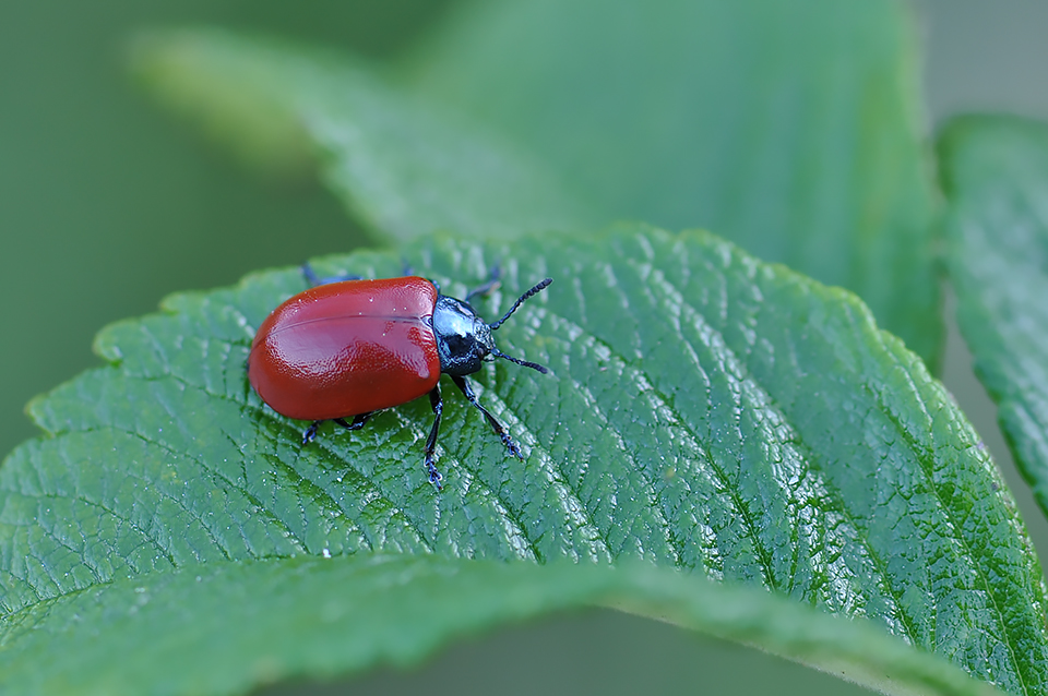 Chrysomela populi_0178