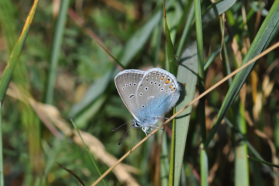 Polyommatus amandus_0190