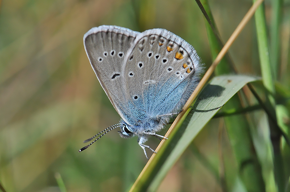 Polyommatus amandus_0202