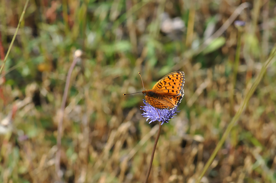 Argynnis niobe_0218
