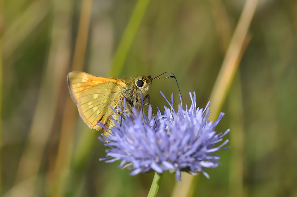 Ochlodes sylvanus_0227