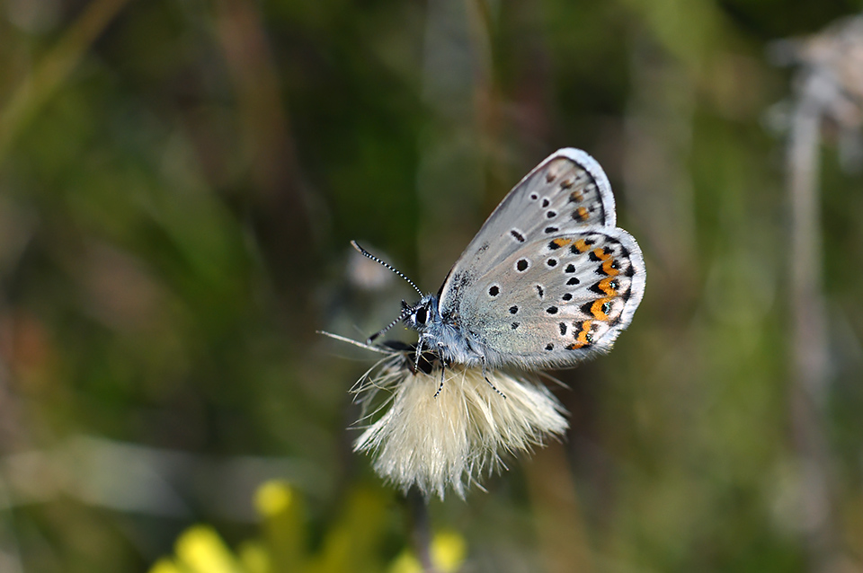 Plebejus idas_0228