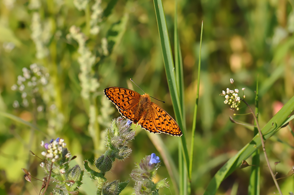 Argynnis niobe_0242