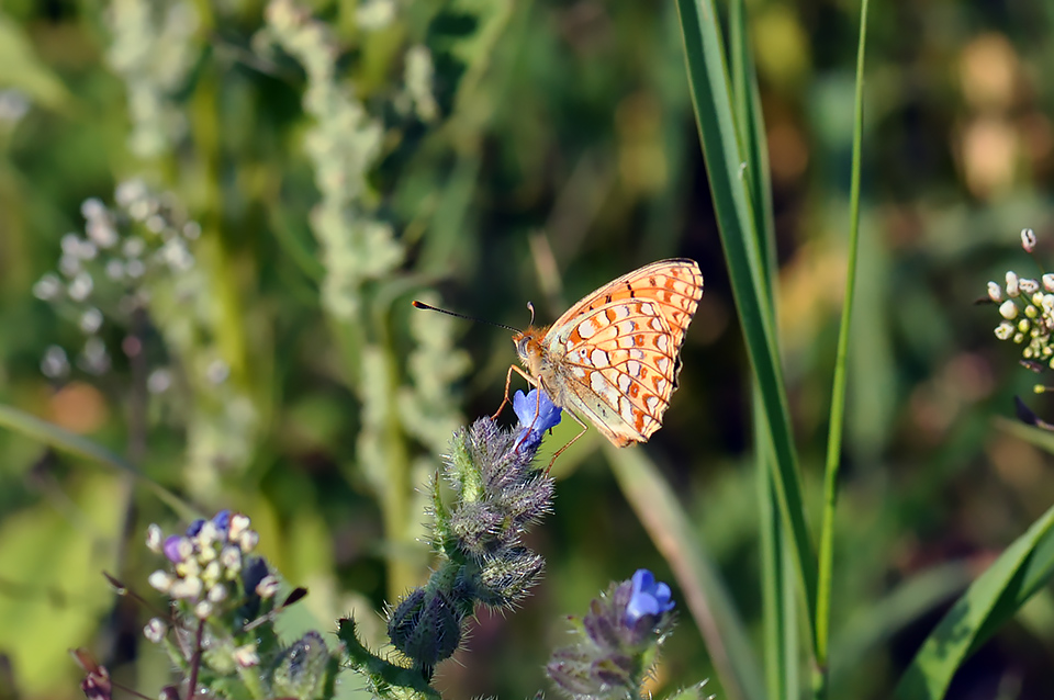 Argynnis niobe_0243