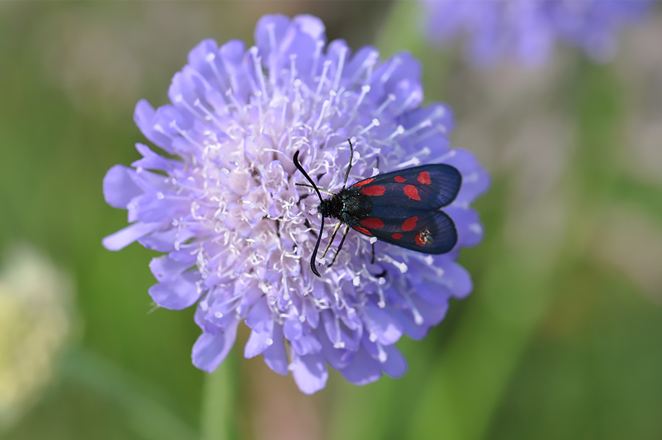 Zygaena viciae_0249
