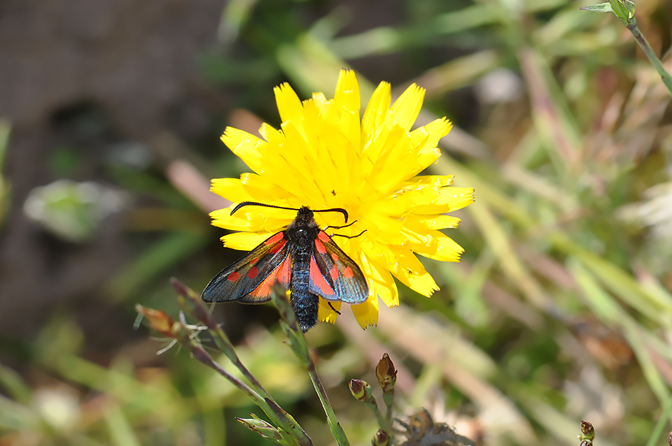 Zygaena viciae_0252