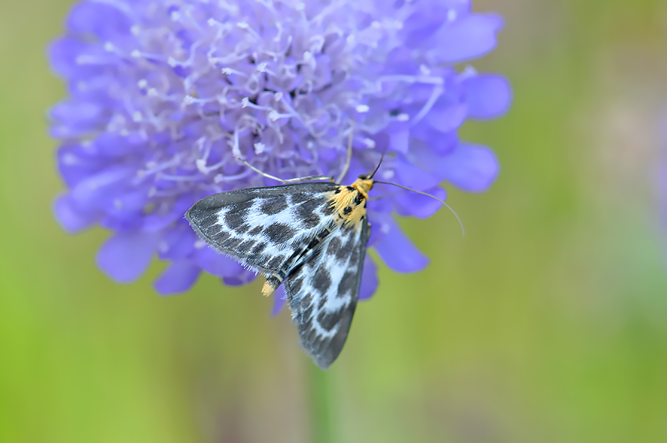 Anania hortulata_0268-1
