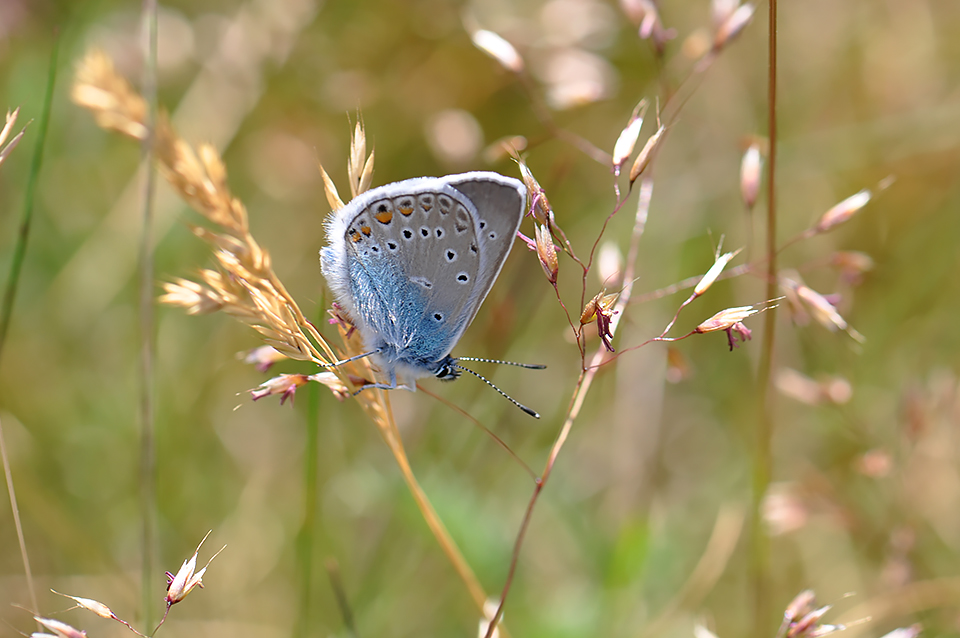 Polyommatus amandus_0273