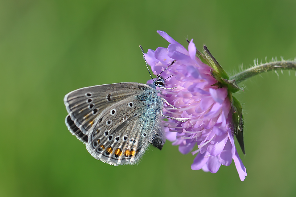 Polyommatus amandus_0282