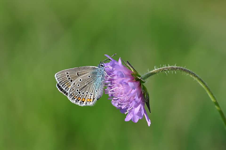 Polyommatus amandus_0287