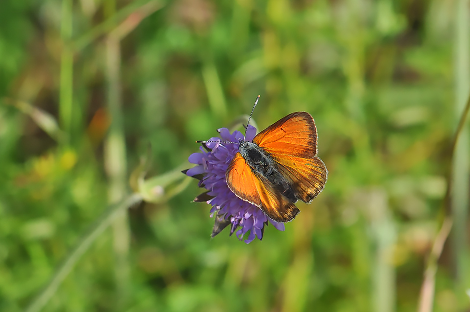 Lycaena hippothoe_0300