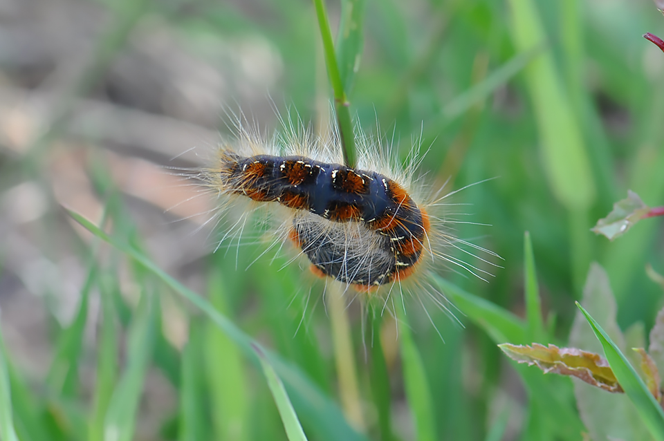 Eriogaster lanestris_0308