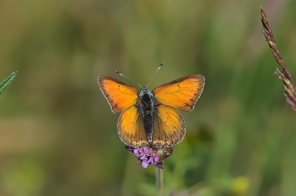 Lycaena hippothoe_0324