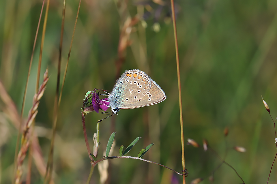 Polyommatus amandus_0433