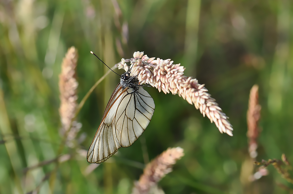 Aporia crataegi_0449