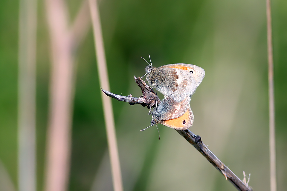 Coenonympha pamphilus_1239
