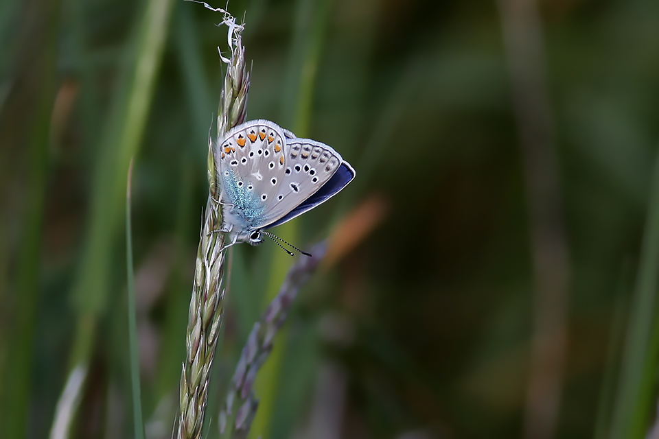 Polyommatus icarus_1298