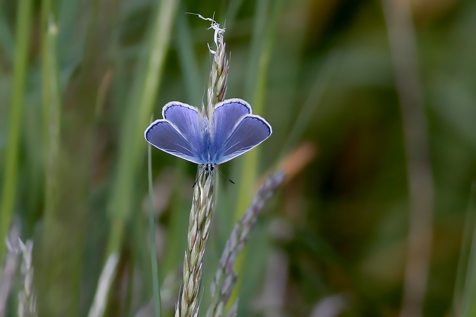 Polyommatus icarus_1301