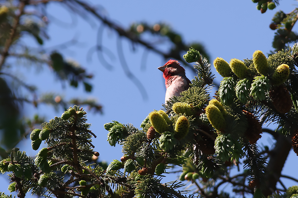 Fugl-Carpodacus erythrinus_1495