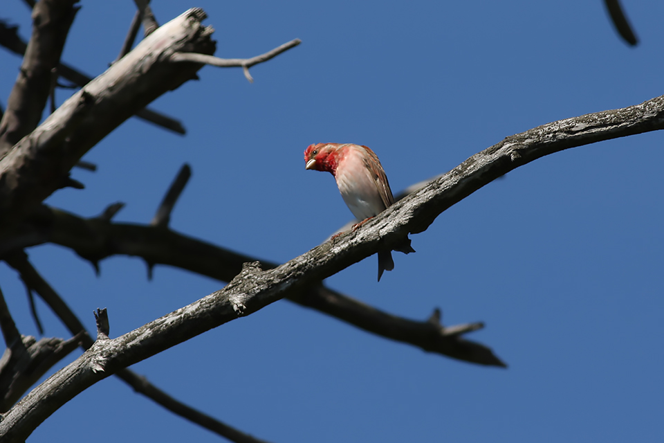 Fugl-Carpodacus erythrinus_1534