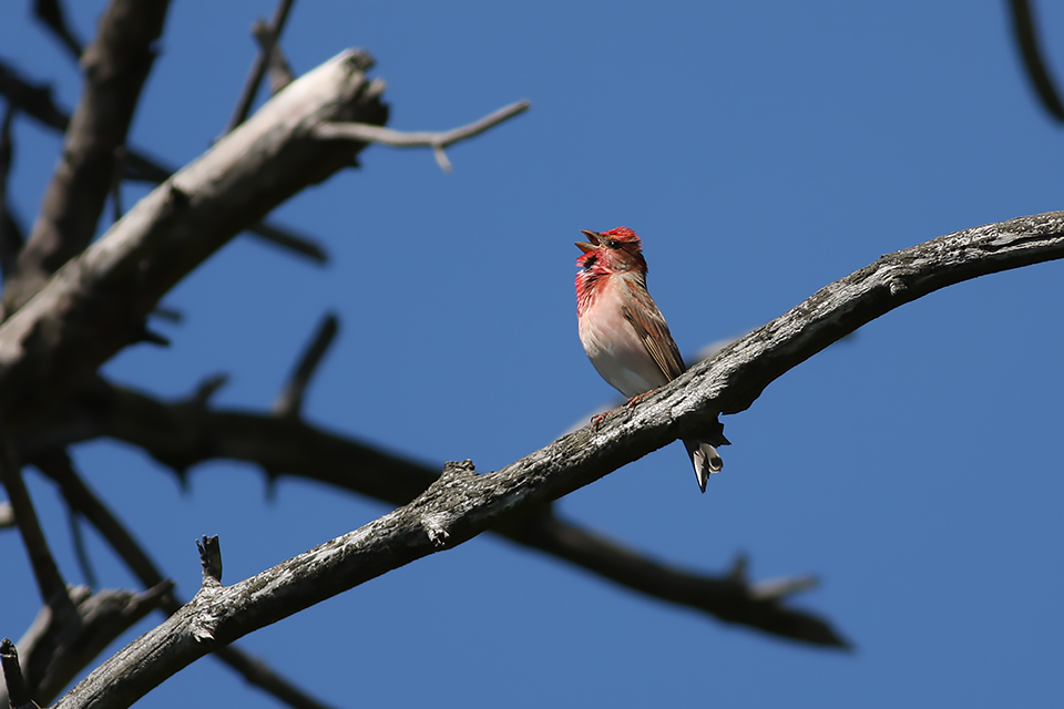 Fugl-Carpodacus erythrinus_1548