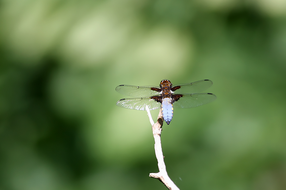 Libellula depressa_1821