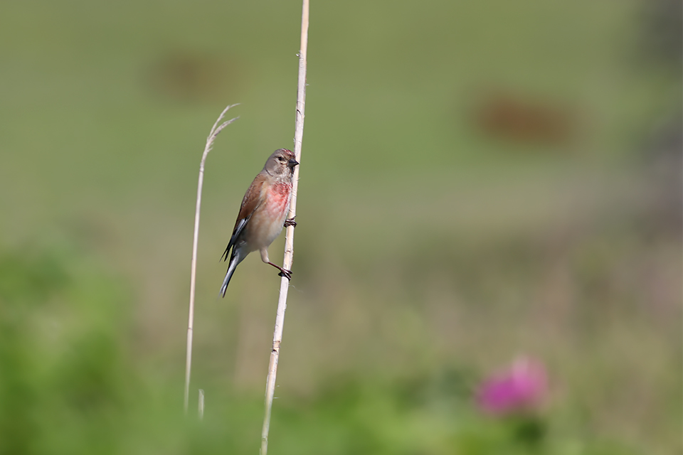 Fugl-Carduelis cannabina_1931