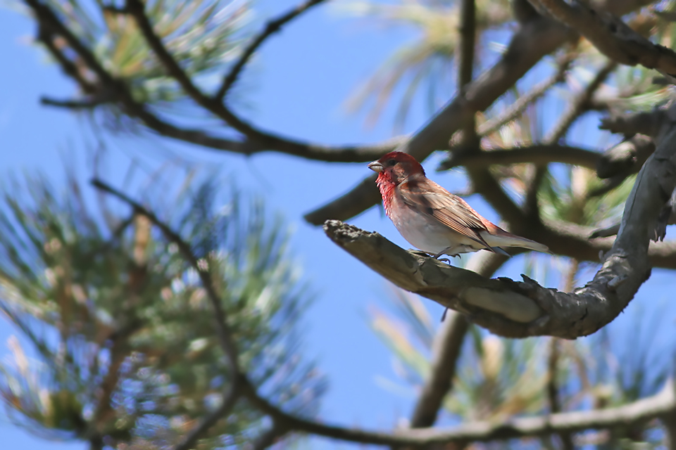 Fugl-Carpodacus erythrinus_5133