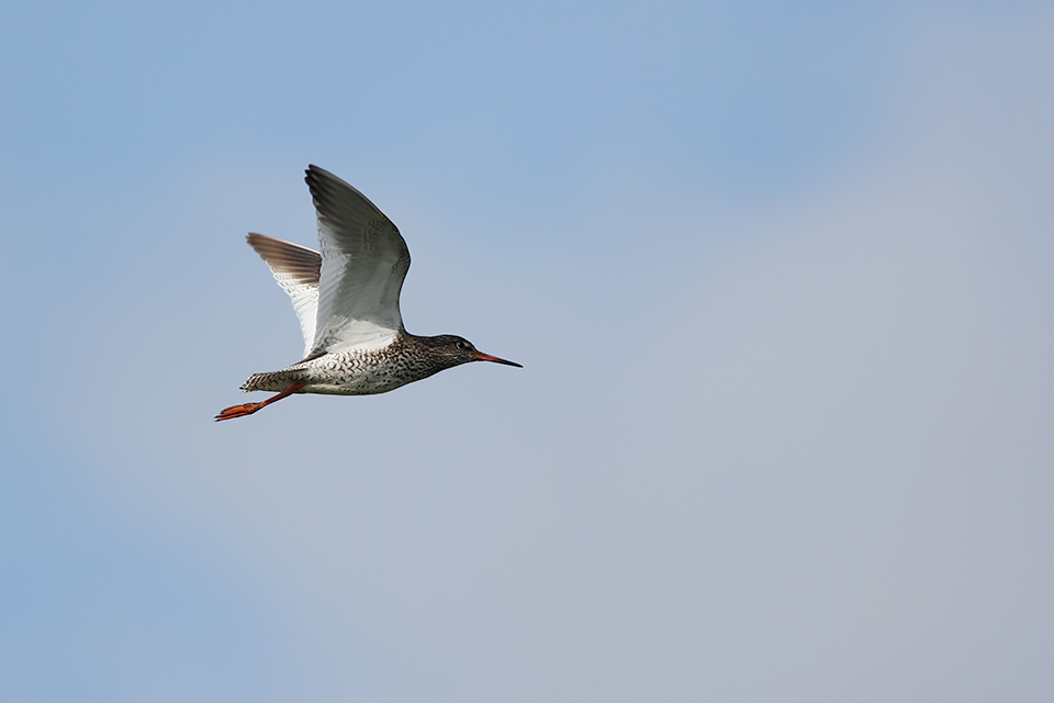 Fugl-Tringa totanus_5326